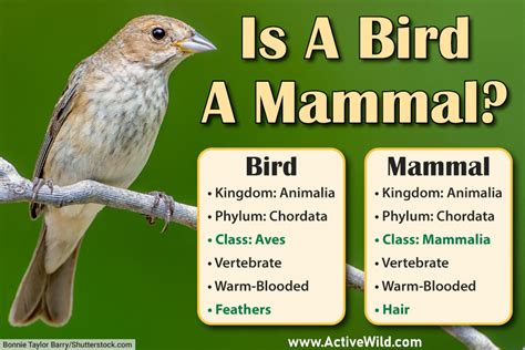 how are birds similar to mammals